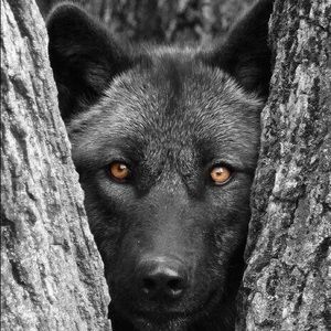 Meet your Posher, Clyde